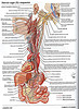 ArticulosdeMedicina.com