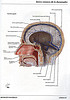ArticulosdeMedicina.com
