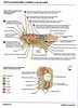 Articulosdemedicina.com
