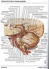 ArticulosdeMedicina.com