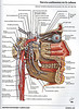 ArticulosdeMedicina.com