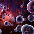 Hematopoyesis