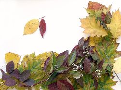 Herboristeria